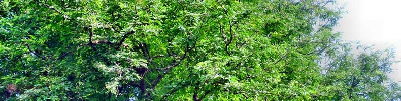 Fruit of faith in Tamarind tree