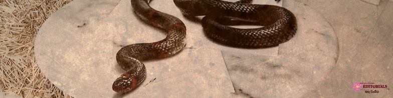 Believing the Painting